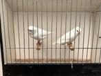Witte kanaries, Dieren en Toebehoren, Vogels | Kanaries