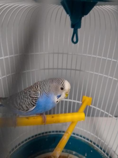 VERSCHILLENDE KLEUREN JONGE KWEEKRIJPE GRASPARKIETJES, Dieren en Toebehoren, Vogels | Parkieten en Papegaaien, Parkiet, Meerdere dieren