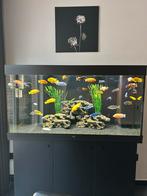 Malawi cicliden, Enlèvement, Comme neuf