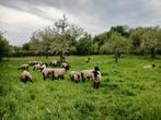 Weide voor begrazing gezocht omgeving Halen