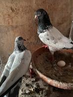 Koppel Pakistanse hoogvliegers, Dieren en Toebehoren