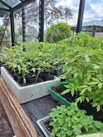 Tomatenplanten, Tuin en Terras, Planten | Tuinplanten, Ophalen