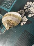 Schelpen, Verzamelen, Mineralen en Fossielen, Ophalen of Verzenden, Schelp(en)