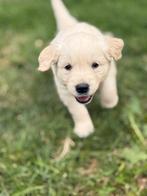 Golden retrieve, Golden retriever, België, Particulier, Reu