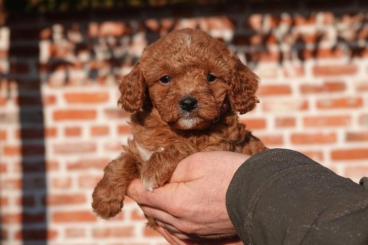 Magnifiques chiots Cavapoo – Abricot/roux et Rouge-blanc, Animaux & Accessoires, Chiens | Retrievers, Épagneuls & Chiens d'eau