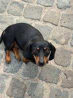 Prachtige dwergteckel pups, Dieren en Toebehoren, België, CDV (hondenziekte), 8 tot 15 weken, Korthaar