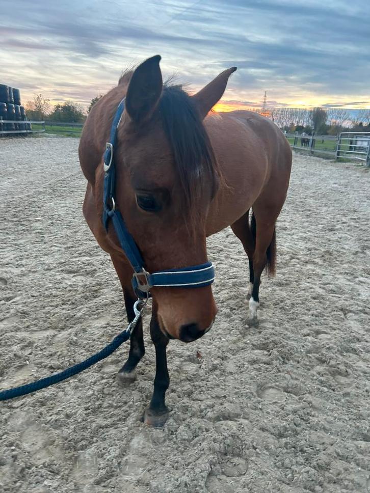 Super lieve 3 jarige kwpn merrie, Dieren en Toebehoren, Paarden, Merrie, Zadelmak