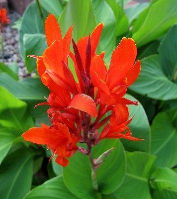 cannaknollen rhizomen bloemriet, Jardin & Terrasse, Bulbes & Semences, Rhizome, Printemps, Plein soleil, Enlèvement ou Envoi