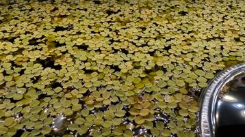 Drijfplanten  beschikbaar voor biedingen