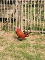 Zingems leghoen, Dieren en Toebehoren