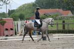 Te koop, Merrie