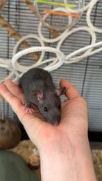 Tamme ratjes / rittens laatste 2 mannetjes, Dieren en Toebehoren, Knaagdieren, Rat, Juni, Mannelijk, Tam