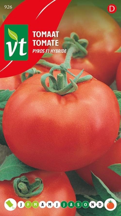 Tomatenplanten Pyros F1 tomaten, Tuin en Terras, Planten | Tuinplanten, Eenjarig, Groenteplanten, Halfschaduw, Zomer, Ophalen