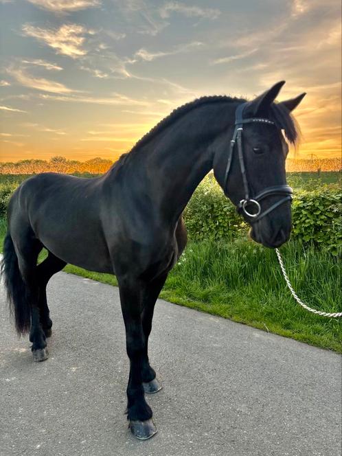 Knappe jonge friese ruin, Dieren en Toebehoren, Paarden, Ruin, Zadelmak, Minder dan 160 cm, 3 tot 6 jaar, Recreatiepaard, Gechipt