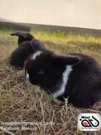 Baby minilop konijn sepia marter ram (transport mogelijk), Mannelijk, Dwerg, 0 tot 2 jaar, Hangoor