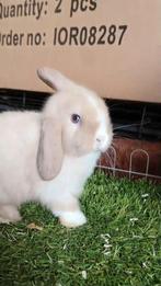 Zeer mooi minilop ramelaartje, Dieren en Toebehoren, Konijnen, Mannelijk, Klein, Hangoor, 0 tot 2 jaar