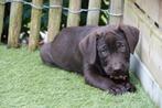 Prachtige chocolade labrador pups, Dieren en Toebehoren, België, CDV (hondenziekte), 8 tot 15 weken, Labrador retriever