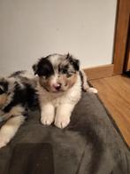 Prachtige australian Shepherd pups, Dieren en Toebehoren, Honden | Herdershonden en Veedrijvers, België, Overige rassen, 8 tot 15 weken