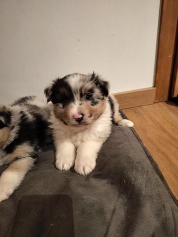 Prachtige australian Shepherd pups  beschikbaar voor biedingen