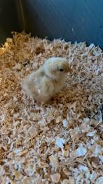 2 raszuivere kuikens 1chabo en 1 cochien kriel, Dieren en Toebehoren