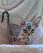 Devon rex,  katertje,, Dieren en Toebehoren, Katten en Kittens | Raskatten | Korthaar, Gechipt, 0 tot 2 jaar