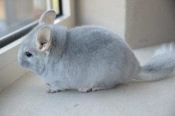chinchilla bokjes  beschikbaar voor biedingen