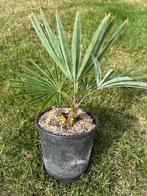 Trachycarpus princeps x wagnerianus, Ophalen of Verzenden, Lente, Minder dan 100 cm, Palmboom