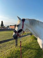Paard te koop, Dieren en Toebehoren, Paarden, Merrie, 160 tot 165 cm, Gechipt, 11 jaar of ouder