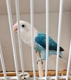 Agapornis fischeri opaline blauw pop, Dieren en Toebehoren, Vrouwelijk, Dwergpapegaai of Agapornis, Geringd