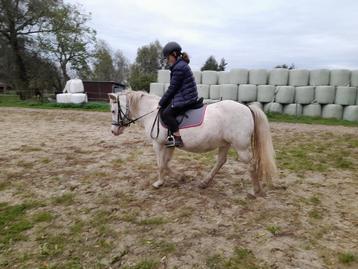 Half pension te huur rustige kinderpony 100% betrouwbaar