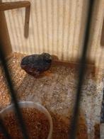 CHINESE DWERG KWARTEL wegens stopzetting van deze soort, Meerdere dieren, Tropenvogel, Geringd