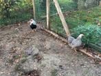 Trio wyandotte kriel, Dieren en Toebehoren, Pluimvee