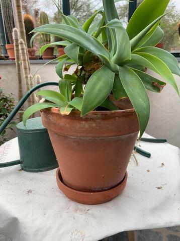 Een Atenuata-agave beschikbaar voor biedingen