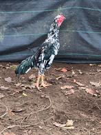 Shamo haan, Dieren en Toebehoren, Dierenvoeding, Ophalen, Pluimvee