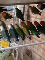 Dwergpapegaaitjes, Dieren en Toebehoren, Vogels | Parkieten en Papegaaien, Meerdere dieren, Dwergpapegaai of Agapornis, Geringd