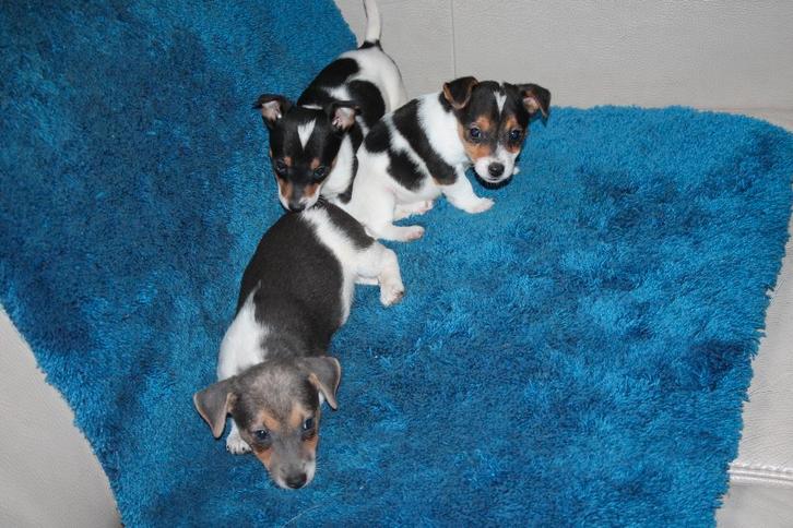 jack russell pups, Dieren en Toebehoren, Honden | Jack Russells en Terriërs, Jack Russell Terriër, Fokker | Hobbymatig, Meerdere