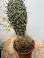 cactus, Huis en Inrichting, Kamerplanten, Ophalen, Cactus