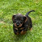 Super lieve ruwharige dwergteckel pups in huis grootgebracht, Dieren en Toebehoren, Honden | Teckels en Dashonden, België, Fokker | Hobbymatig