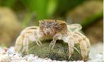 Dwerg Ghost Krab (veilig met garnalen), Animaux & Accessoires, Poissons | Poissons d'aquarium, Homard, Crabe ou Crevette, Poisson d'eau douce