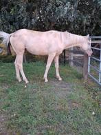Quarter jaarling, Dieren en Toebehoren, Paarden, Hengst