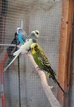 Grasparkieten, Dieren en Toebehoren, Vogels | Parkieten en Papegaaien, Tam