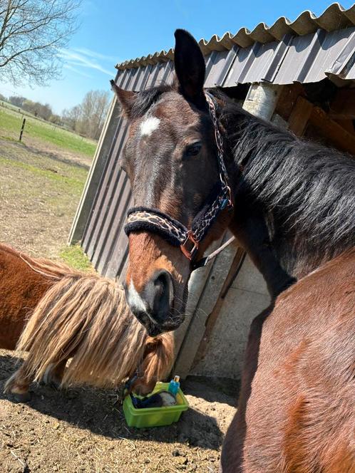 Halve stal aangeboden, Dieren en Toebehoren, Paarden, Ruin, L, 160 tot 165 cm, 11 jaar of ouder, Recreatiepaard
