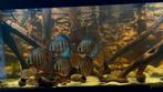 Progeny F1 from Wild discus from Trombetas River, Dieren en Toebehoren, Vissen | Aquariumvissen