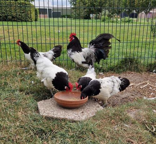 Broedeieren van Lakenvelder Hoen - Uniek ras, Dieren en Toebehoren, Pluimvee, Kip