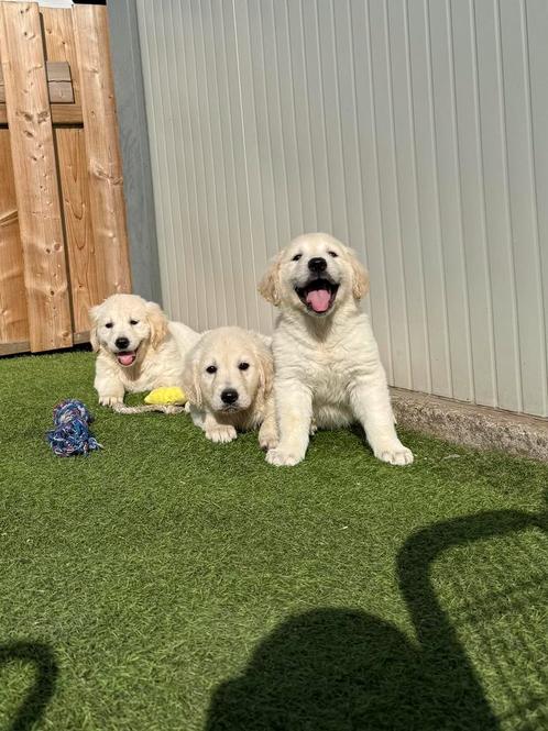 Prachtige golden retriever pups, Dieren en Toebehoren, Honden | Retrievers, Spaniëls en Waterhonden, Meerdere dieren, Golden retriever