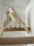 Isabel satinet geel mozaïek, Dieren en Toebehoren, Vogels | Kanaries, Meerdere dieren, Kleurkanarie