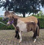 Valkbont mini veulen, Dieren en Toebehoren, Hengst, A pony (tot 1.17m), Gechipt, 0 tot 2 jaar