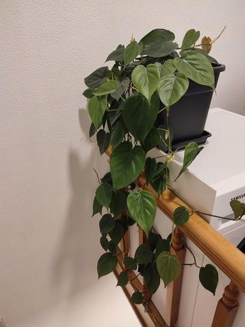 Plante d'intérieur, Enlèvement