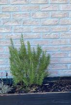 Romarin, Jardin & Terrasse, Plantes | Arbustes & Haies, Enlèvement, Autres espèces, Arbuste, Moins de 100 cm
