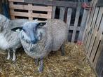 Bleu du maine bok, Dieren en Toebehoren